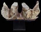 Wide Woolly Mammoth Lower Jaw With M Molars #57823-10